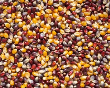 Popcorn kernels background Stock Photos