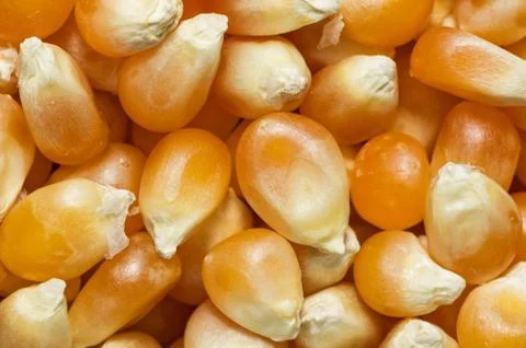 Popcorn Kernels Macro Stock Photos
