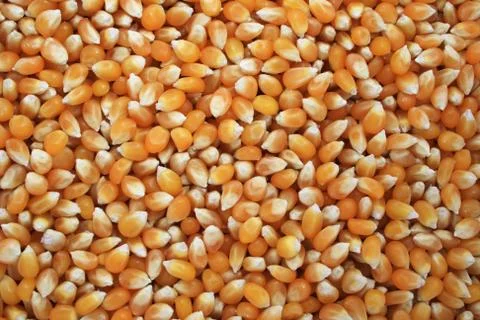 Popcorn kernels Stock Photos