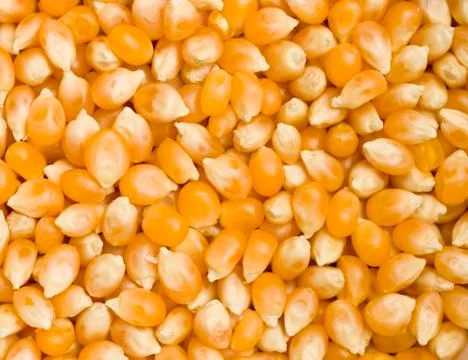 Popcorn kernels Stock Photos