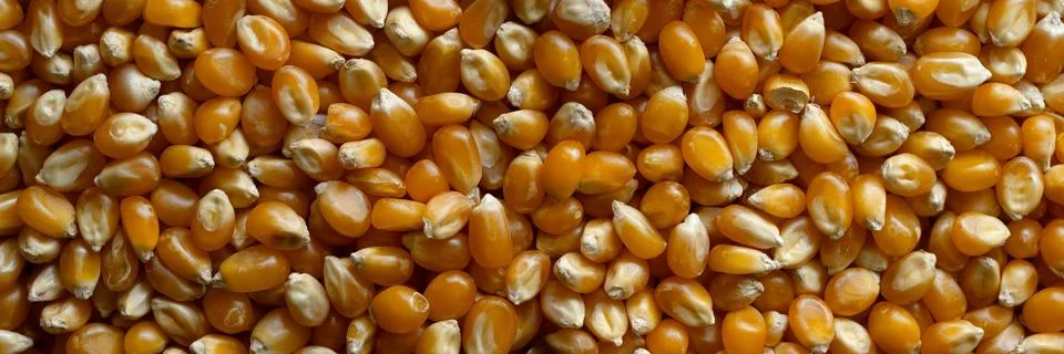 Popcorn Kernels Foto stock