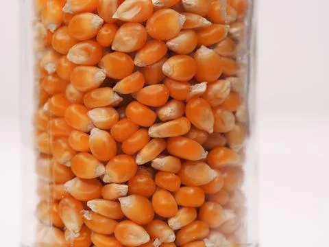 Popcorn kernels Stock Photos