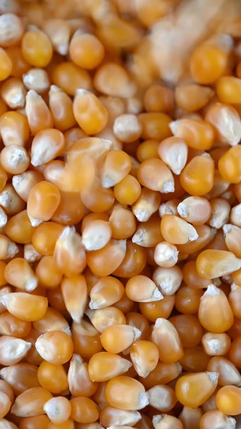 Popcorn kernels pouring and settling in close up pile Stock Footage 331591665