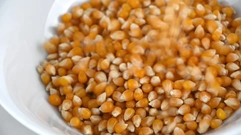 Popcorn kernels pouring into white ceramic bowl on countertop Stock Footage 331591600