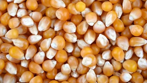 Popcorn kernels shifting and settling on flat surface close up Stock Footage 331591612