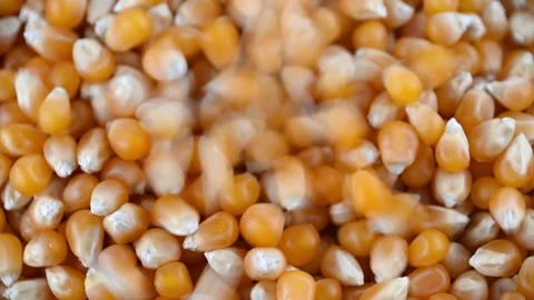 Popcorn kernels tumbling and settling in shallow bowl close up Stock Footage 331591615