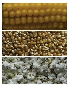 Popcorn Lifecycle Stock Photos