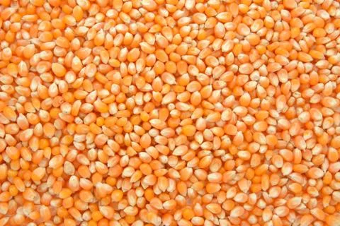 Popcorn maize background Stock Photos