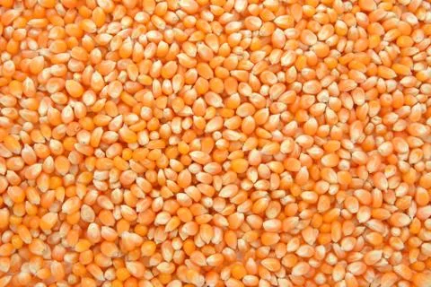 Popcorn maize background Stock Photos