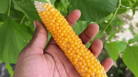 Popcorn Maize in Hand Close-Up | Dry Corn Kernels Holding Stockbeeldmateriaal 318840587