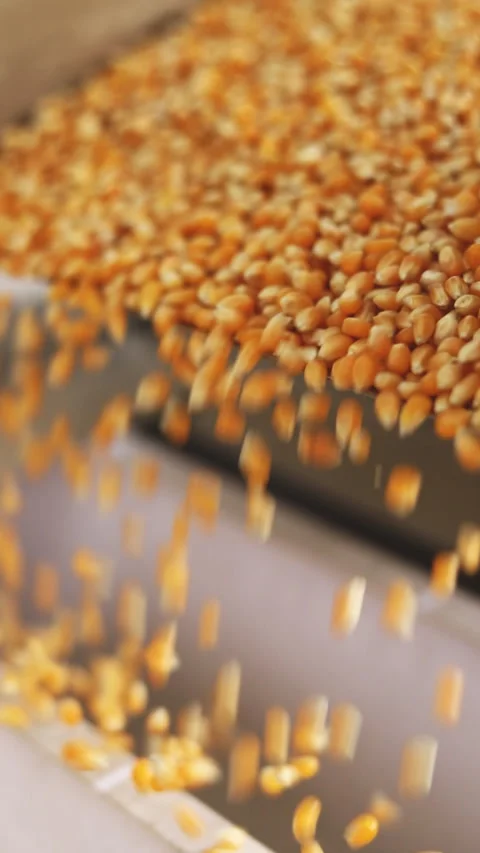 Popcorn production. The corn moves along the conveyor Stock Footage 221696492
