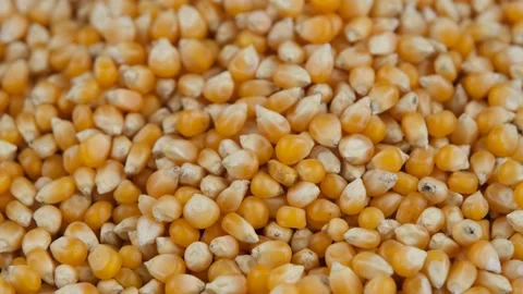 Popcorn seeds background Stock Footage 236192441