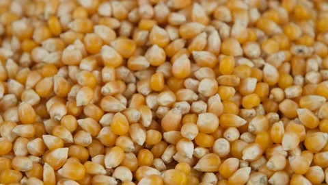 Popcorn seeds background Video stock 236192442