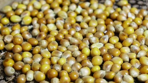 Popcorn seeds exploding on a frying pan Stock Footage 151378373