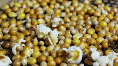 Popcorn seeds exploding on a frying pan Stock Footage 151378399