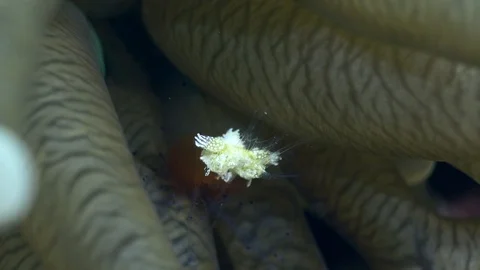 Popcorn shrimp hiding between tentacles of mushroom coral 스톡 동영상 112480174