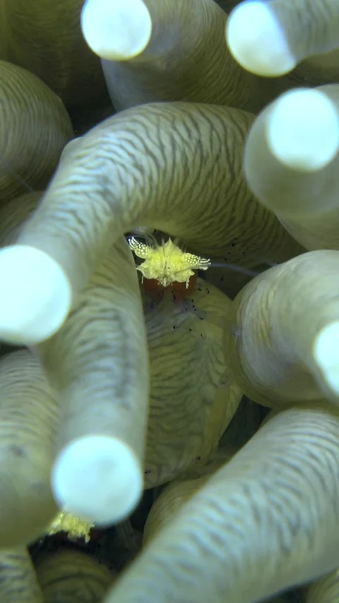 Popcorn shrimp hiding between tentacles of mushroom coral Stock-Footage 230209942