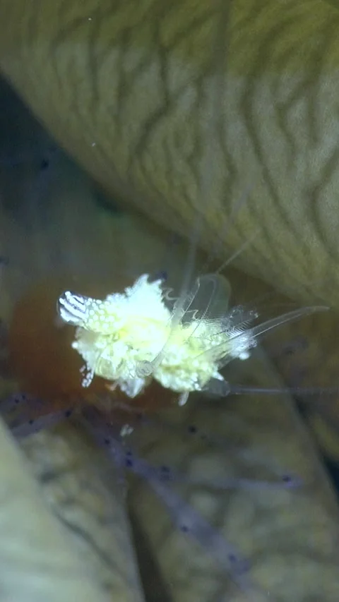 Popcorn shrimp hiding between tentacles of mushroom coral 스톡 동영상 230209950