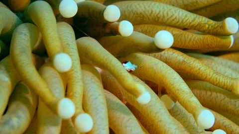 Popcorn shrimp moving between tentacles of mushroom coral Stock-Footage 112462652