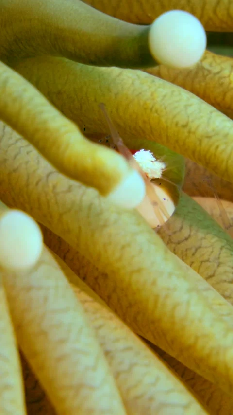 Popcorn shrimp moving between tentacles of mushroom coral Stock Footage 228830128
