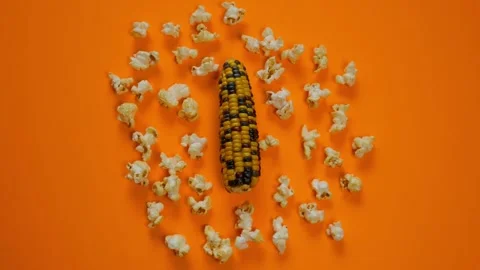 Popcorn stop motion. hand presses on an ear of corn and popcorn appears Stock Footage 302106237
