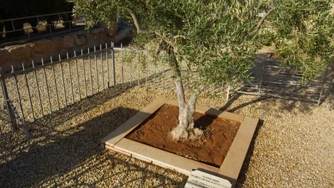 Pope John Paul II Olive Tree at Mount Nebo, Jordan With Memorial Plaque Stock Footage 343959903