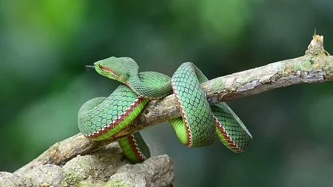 Pope's Green Pitviper snake Stock Footage 94249863