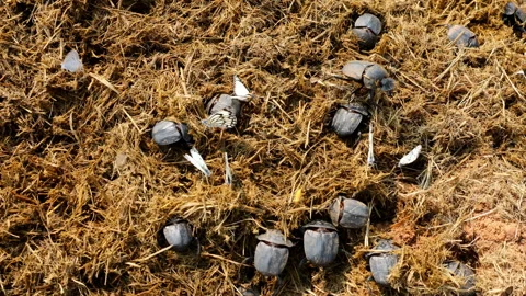 Popeye dung beetles and various species of butterflies on elephant dung Vídeo Stock 319517221