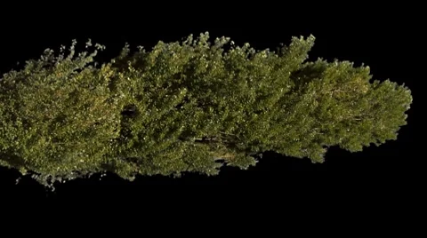 Poplar 02 Stock Footage 8682288