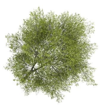 Poplar 4 (Populus) ~ 3D Model ~ Download #96469702 | Pond5