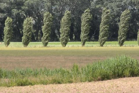 Poplar and wind Stock Photos