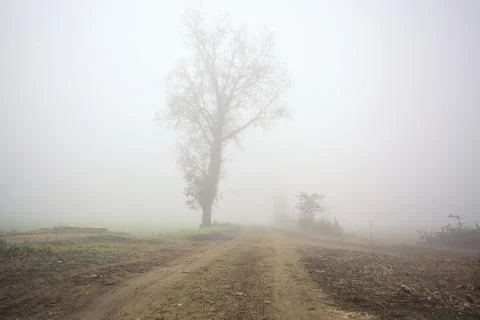 Poplar arching on a dirt path Stock Photos