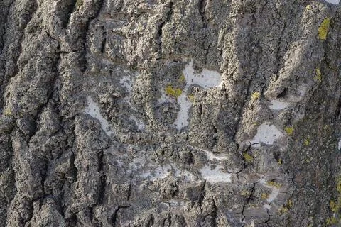 Poplar bark close-up. The texture of the tree. Stock Photos