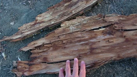 Poplar bark, dry bark, close-up bark, 動画素材 145025420
