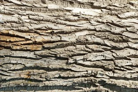 Of poplar bark texture background Stock Photos