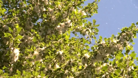Poplar blossom Stockbeeldmateriaal 97714425