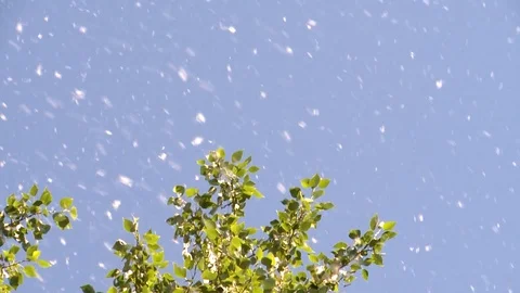 Poplar blossom Stockbeeldmateriaal 97714426