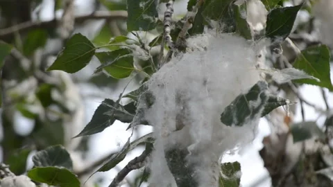 Poplar blossom. Poplar fluff down. Fluffy white poplar flowers inflorescences Stock Footage 329587787