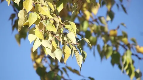 Poplar branch closeup Stock Footage 103487139