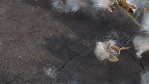 Poplar branch in fluff Stock Footage 134305633