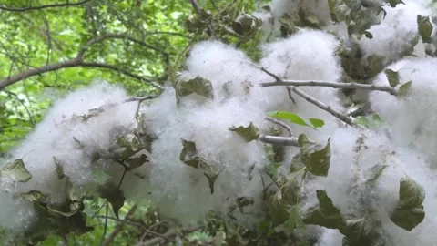 Poplar branches covered with thick white fluff, puffs of down among green l.. Stock Footage 336631424