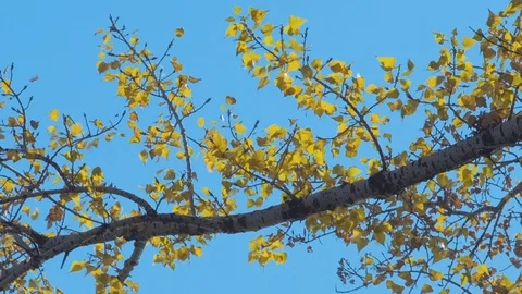 Poplar branches Stock Footage 119253692