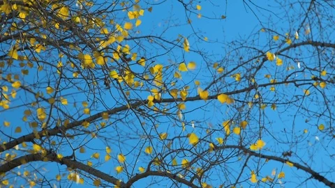 Poplar branches Stock Footage 119253907