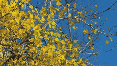 Poplar branches Stock Footage 119253921