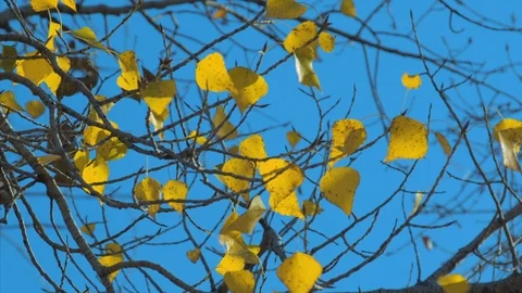 Poplar branches Stock Footage 119254161