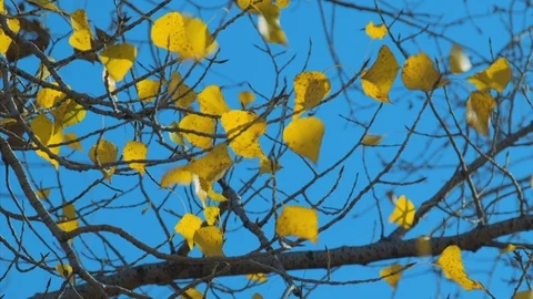 Poplar branches Stock Footage 119254191