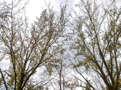 Poplar branches Stock Photos