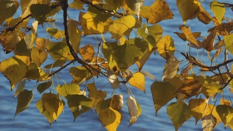 Poplar branches by the water Stock Footage 120022649