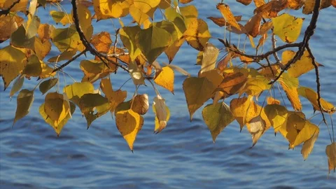 Poplar branches by the water Stock Footage 120022656