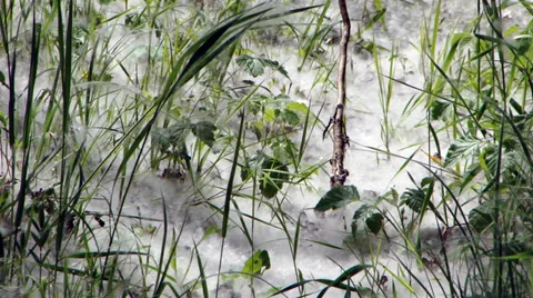Poplar flakes I Stock Footage 35712234